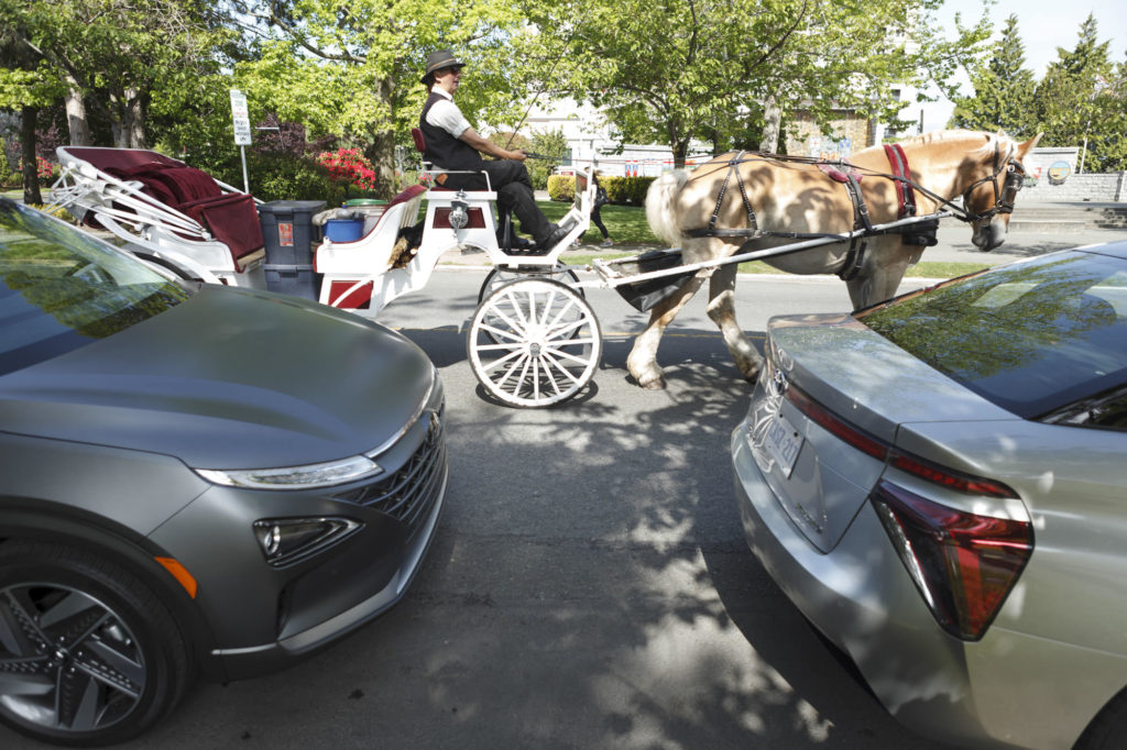 horse wagon passes by hydrogen cars at victoria legislature